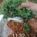 木姜子芽苗沾红泥精心打包发货保水移植成活率高