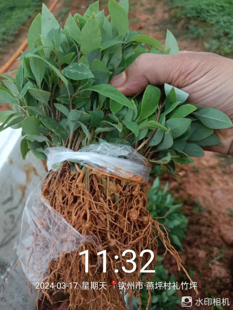 木姜子芽苗沾红泥精心打包发货保水移植成活率高
