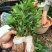 木姜子芽苗沾红泥精心打包发货保水移植成活率高