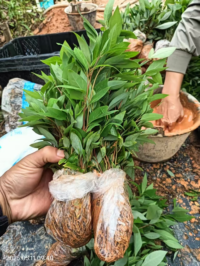 木姜子芽苗沾红泥精心打包发货保水移植成活率高