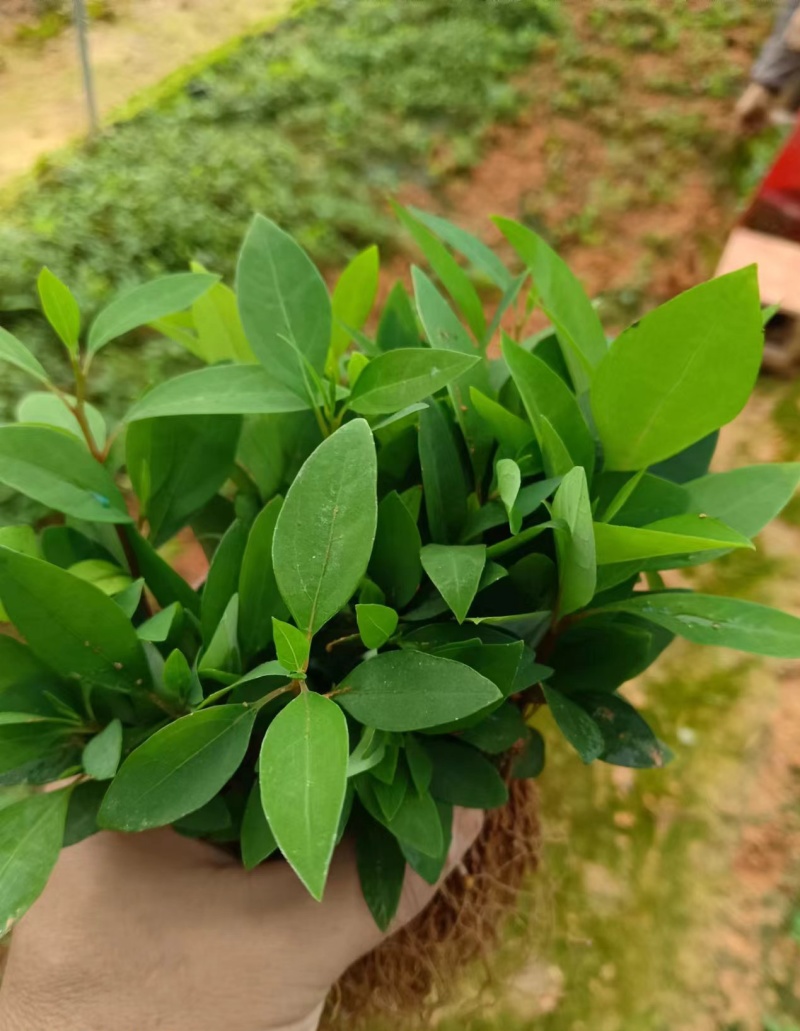 木姜子芽苗沾红泥精心打包发货保水移植成活率高
