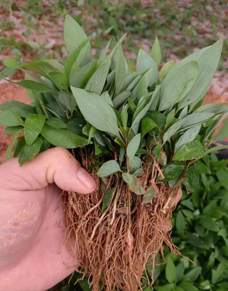 木姜子芽苗沾红泥精心打包发货保水移植成活率高