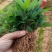木姜子芽苗沾红泥精心打包发货保水移植成活率高