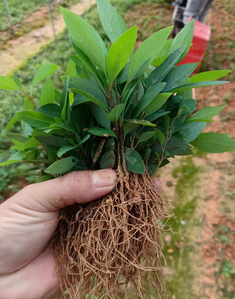 木姜子芽苗沾红泥精心打包发货保水移植成活率高