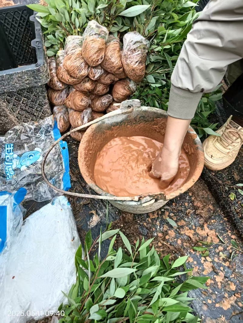 木姜子芽苗沾红泥精心打包发货保水移植成活率高