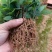 木姜子芽苗沾红泥精心打包发货保水移植成活率高