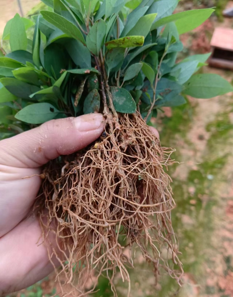 木姜子芽苗沾红泥精心打包发货保水移植成活率高