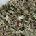 蒲公英，过筛无沫，新货，货源充足，支持在线下单