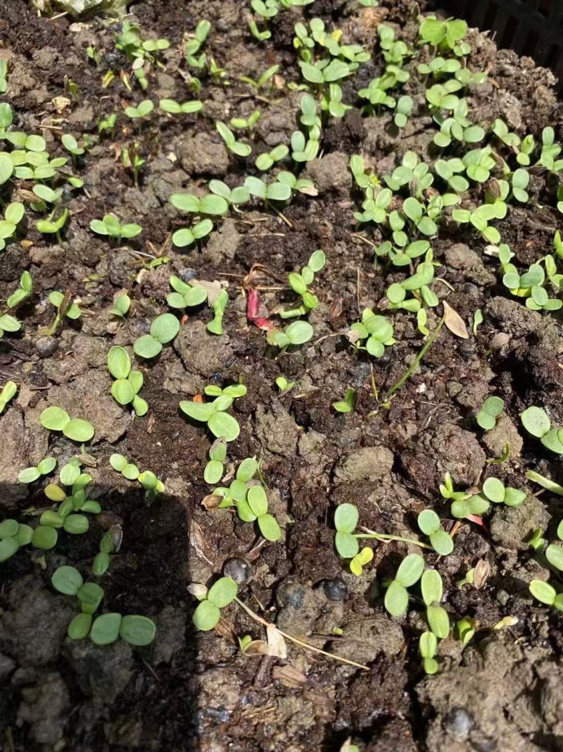 箭舌豌豆种子果园生草栽培抑制杂草秋季种植肥饲兼用优质种子