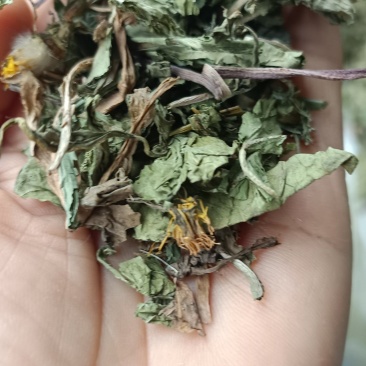 蒲公英，过筛无沫，新货，货源充足，支持在线下单