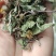蒲公英，过筛无沫，新货，货源充足，支持在线下单