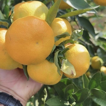 石门蜜桔