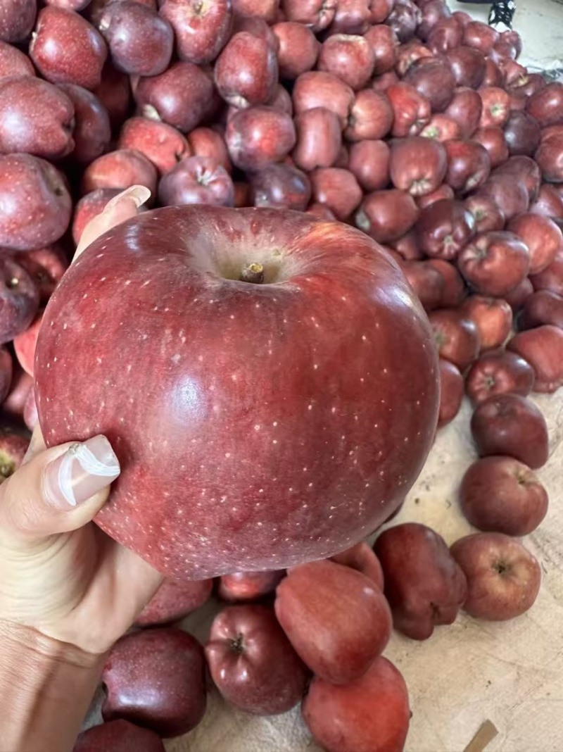精品花牛苹果