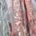 国产肥猪多肉龙骨