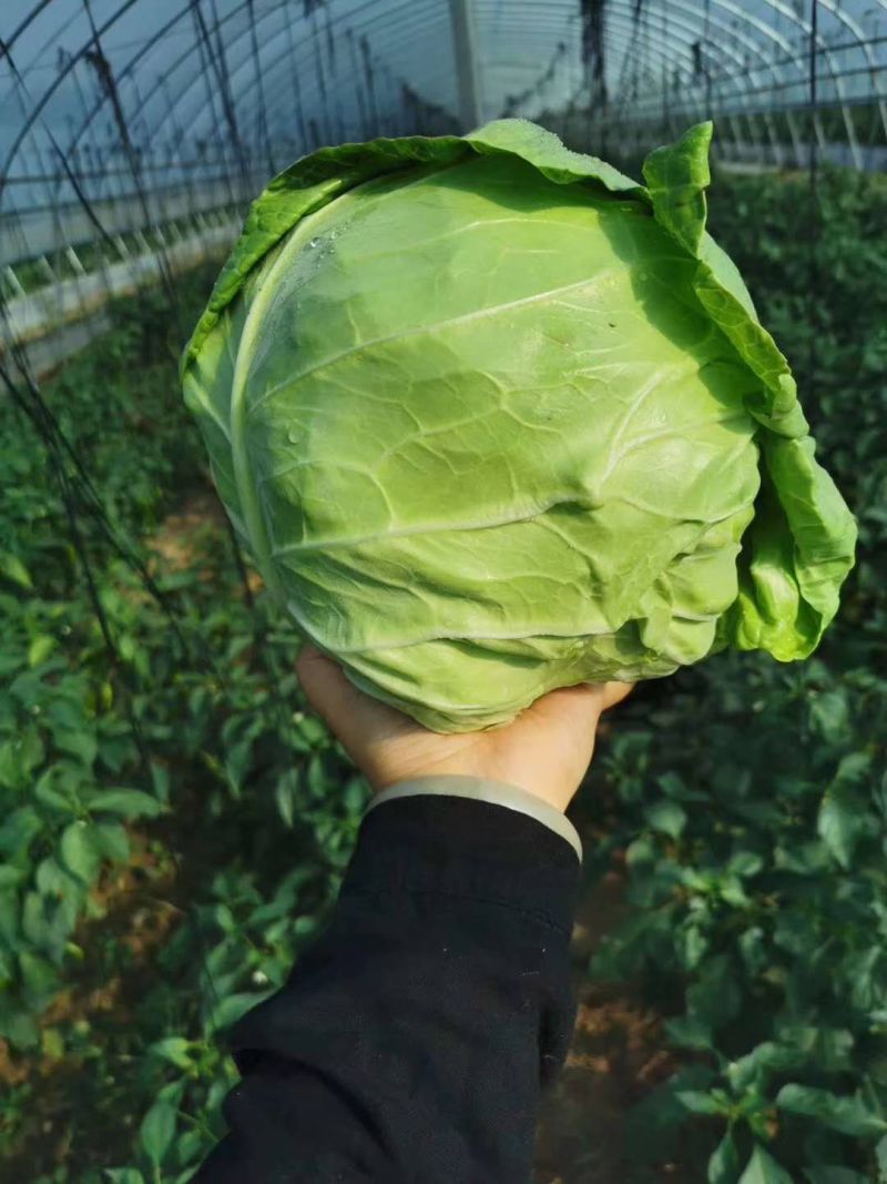 【精选】甘蓝精品圆包菜大量上市货源充足全国发货