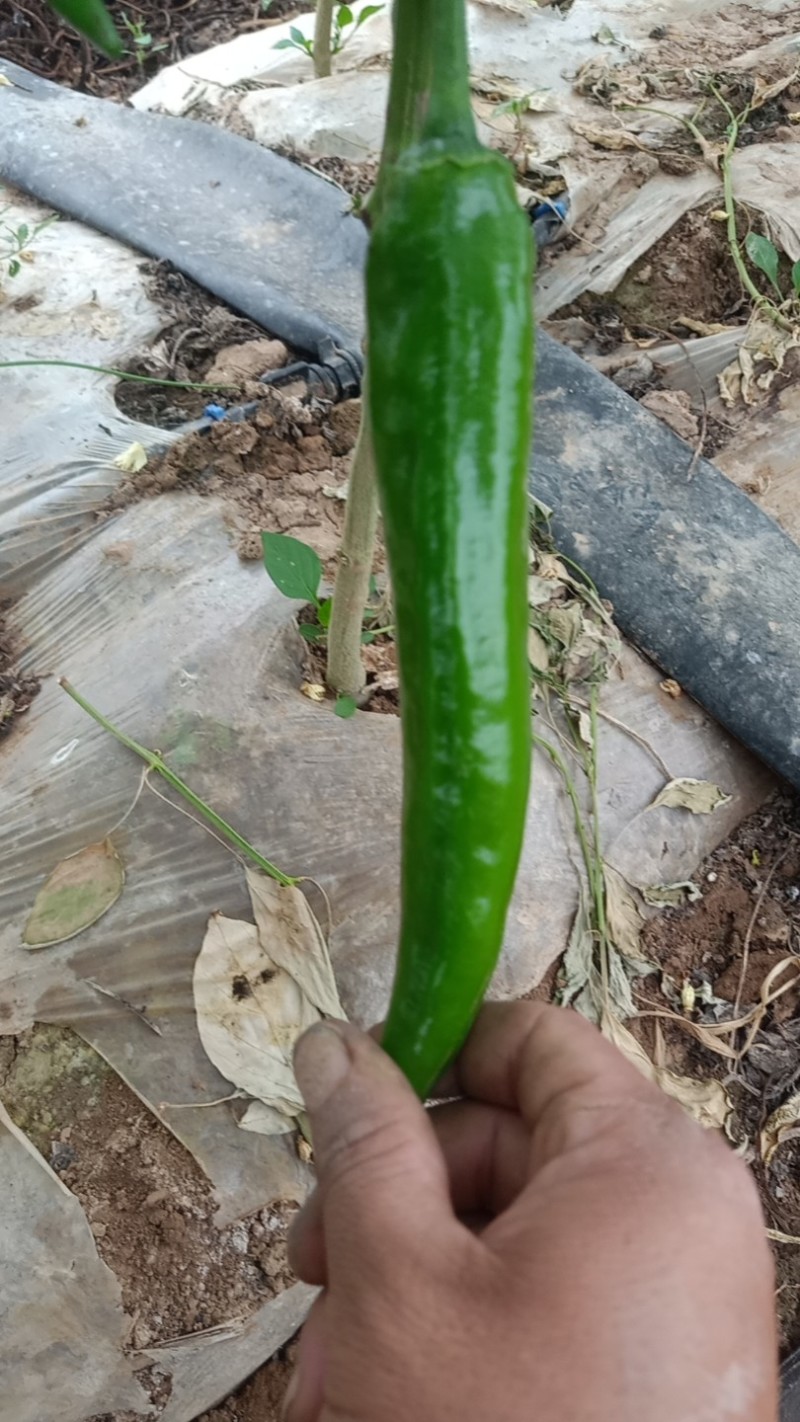鲜辣椒尖椒