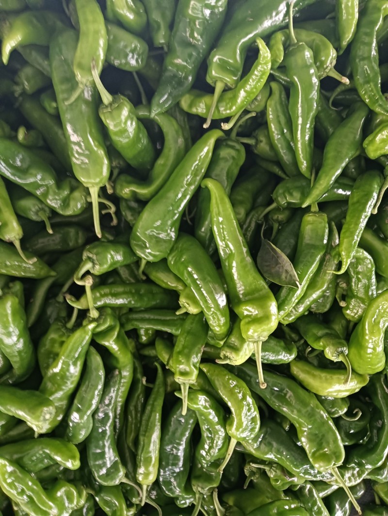 鲜辣椒尖椒