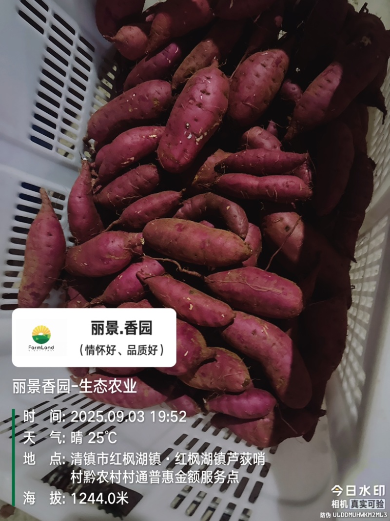 栗香红薯