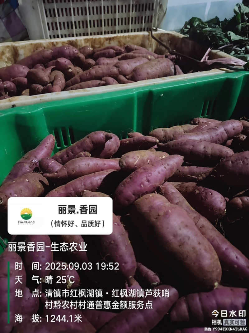 栗香红薯