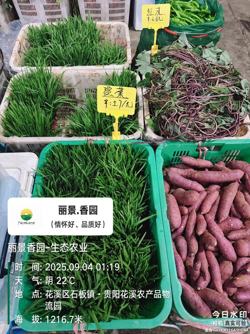 栗香红薯