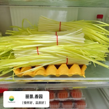 回春韭芽