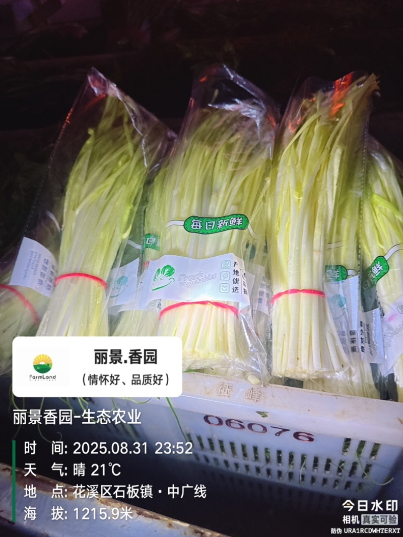 回春韭芽