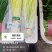 回春韭芽