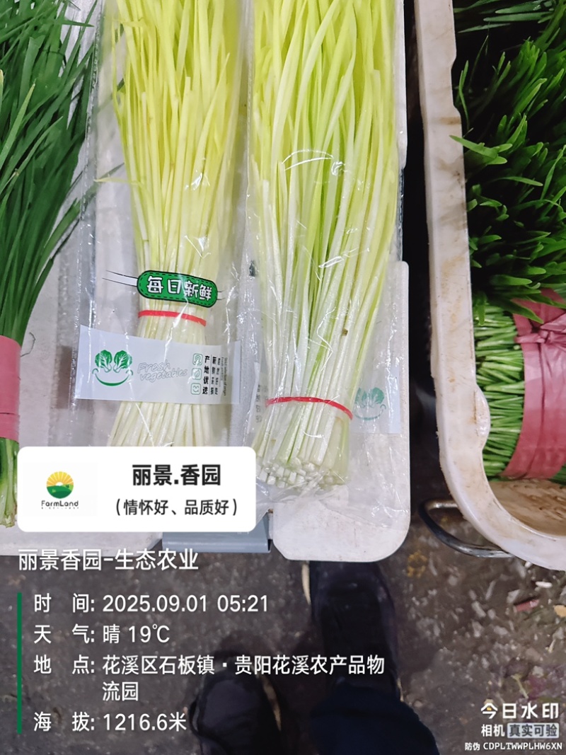回春韭芽