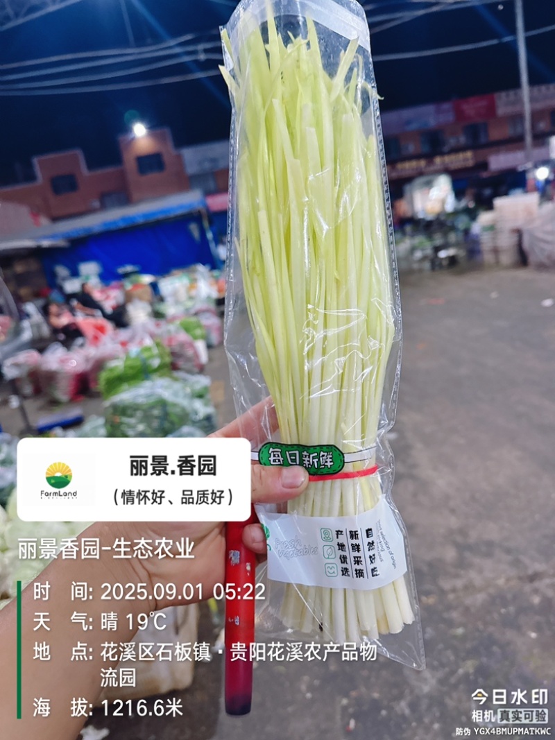 回春韭芽