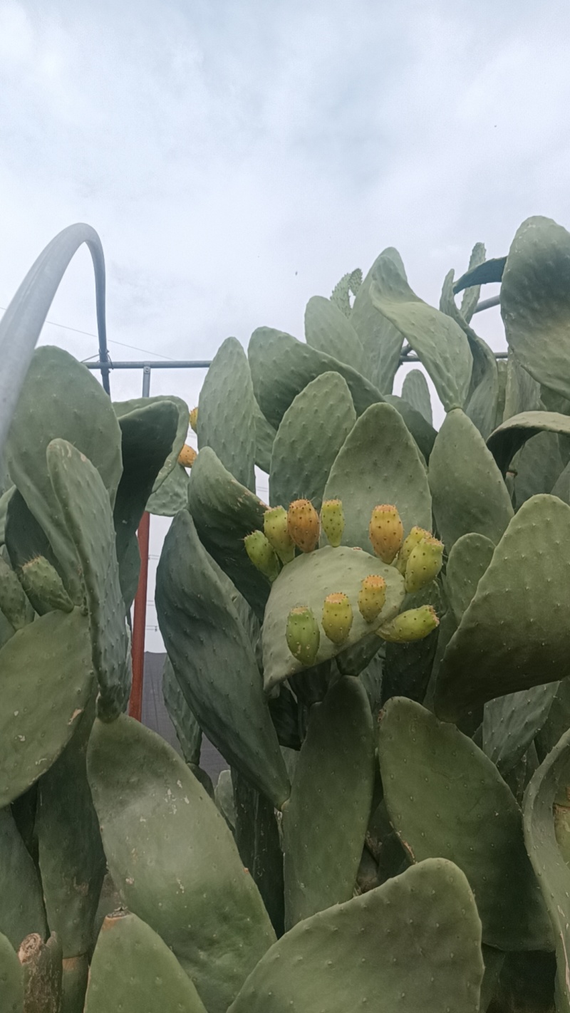 米邦塔仙人掌