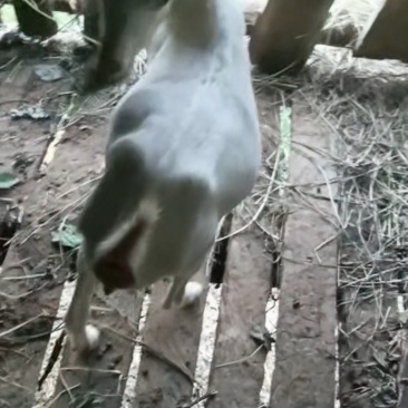 贵州白羊
