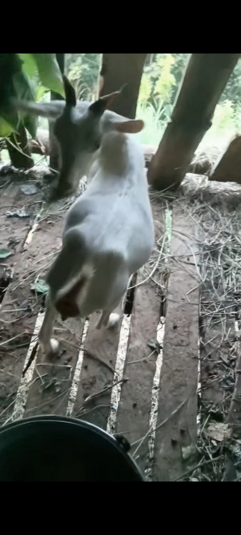 贵州白羊