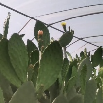 米邦塔仙人掌