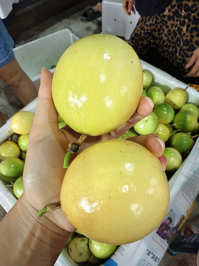 百香果钦蜜9号**各大平台，量大有优惠，电商市场价格便宜
