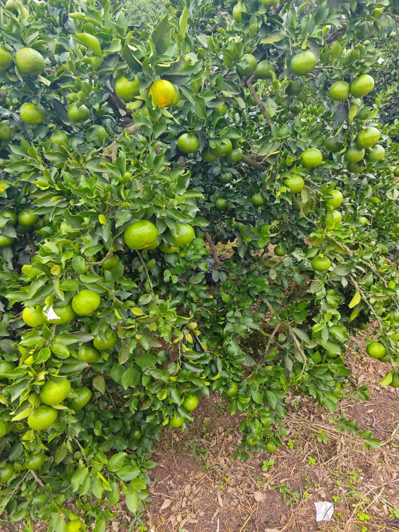 柑橘蜜桔，口感好，皮薄，无出害，果皮光亮，产地一手货