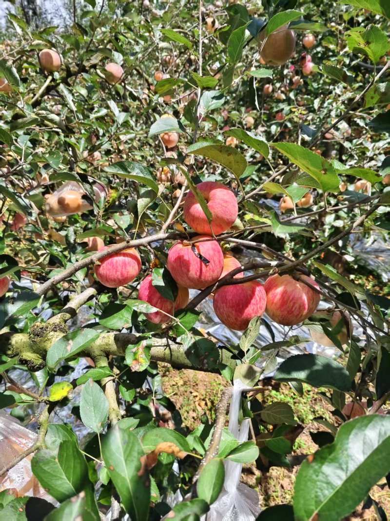 108大量上市了需要的老板可以联系了