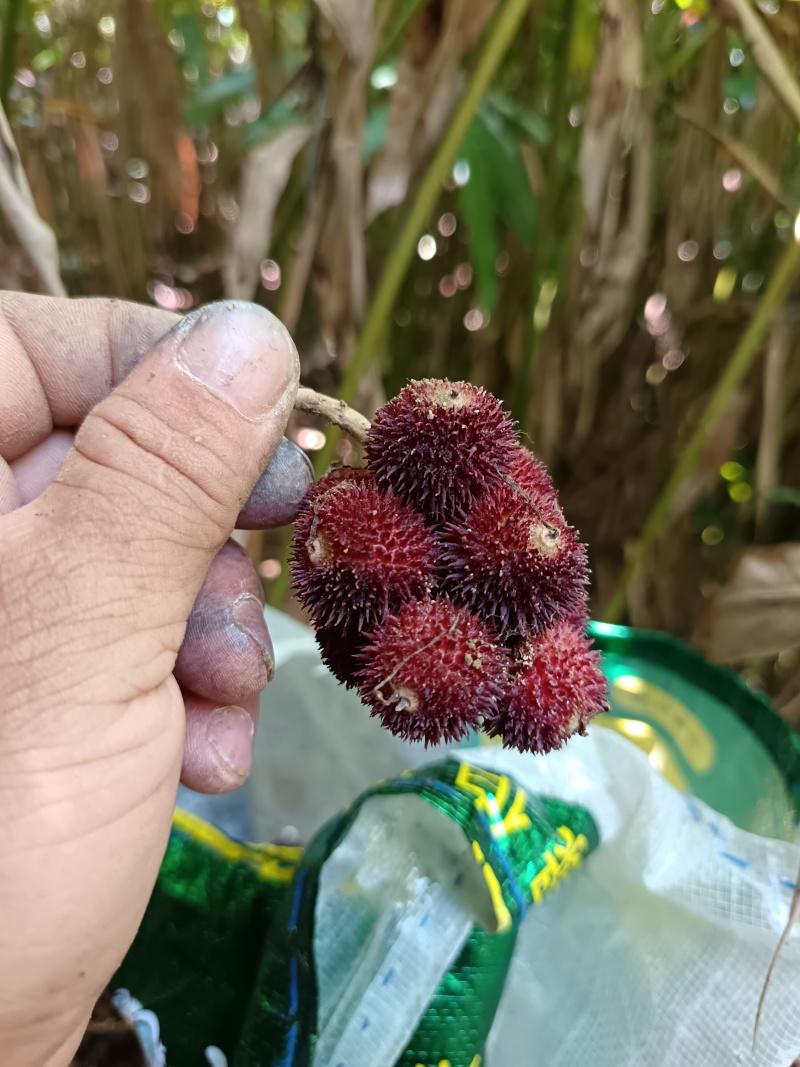 砂仁鲜货