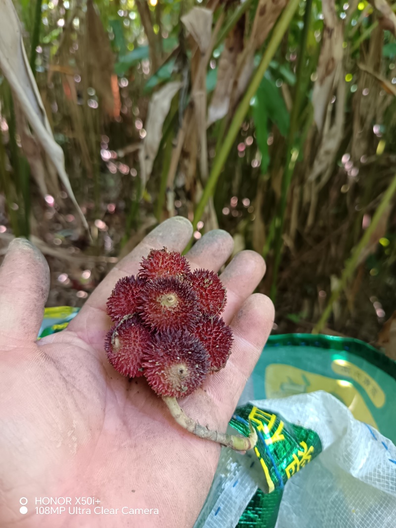 砂仁鲜货