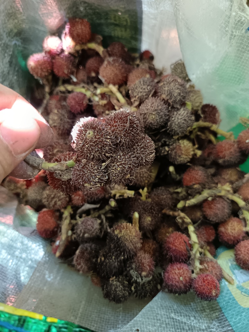 砂仁鲜货