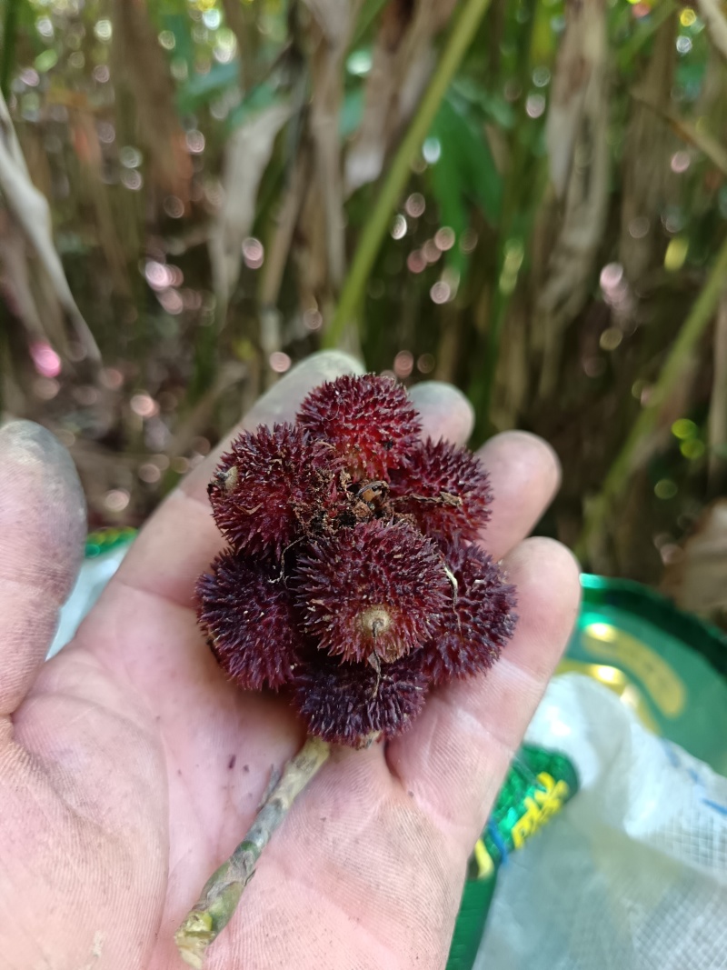 砂仁鲜货