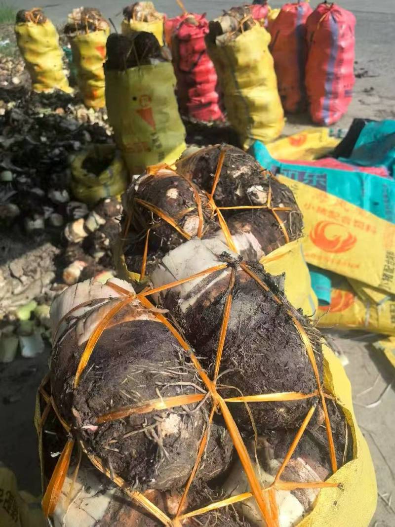 槟榔芋，香芋个大粉糯，源头基地直销量大价更优！