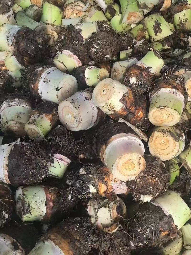 槟榔芋，香芋个大粉糯，源头基地直销量大价更优！