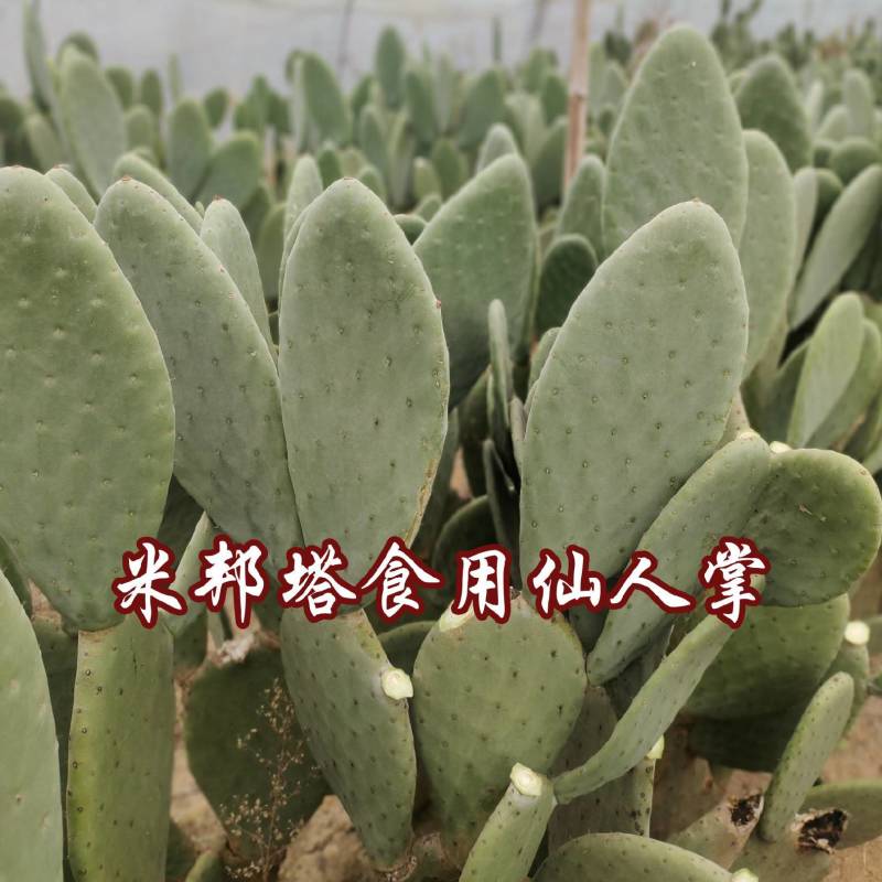 米邦塔食用仙人掌