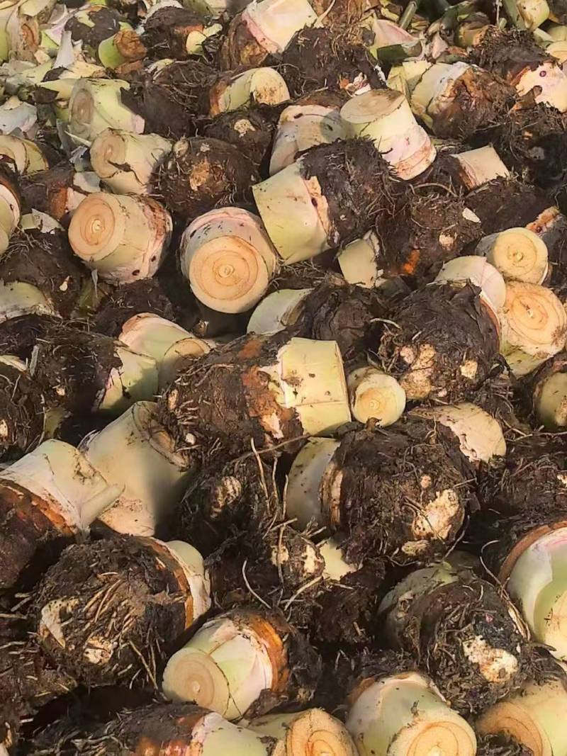 槟榔芋，香芋个大粉糯，源头基地直销量大价更优！