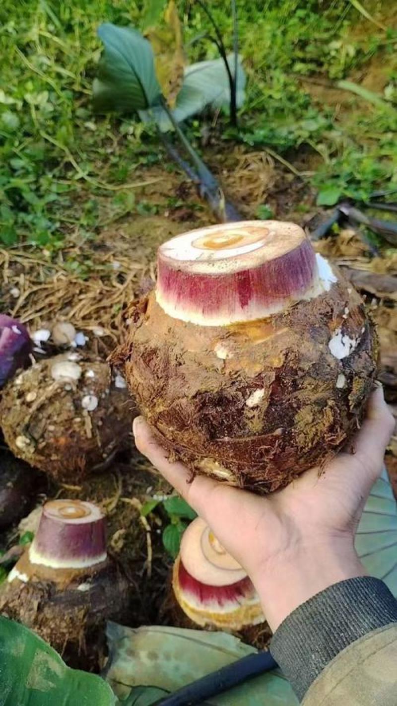 槟榔芋，香芋个大粉糯，源头基地直销量大价更优！