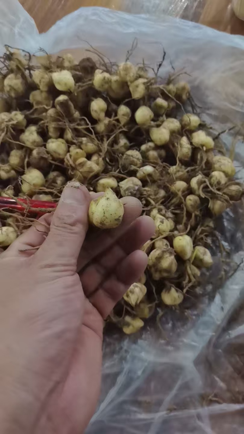 龙牙百合