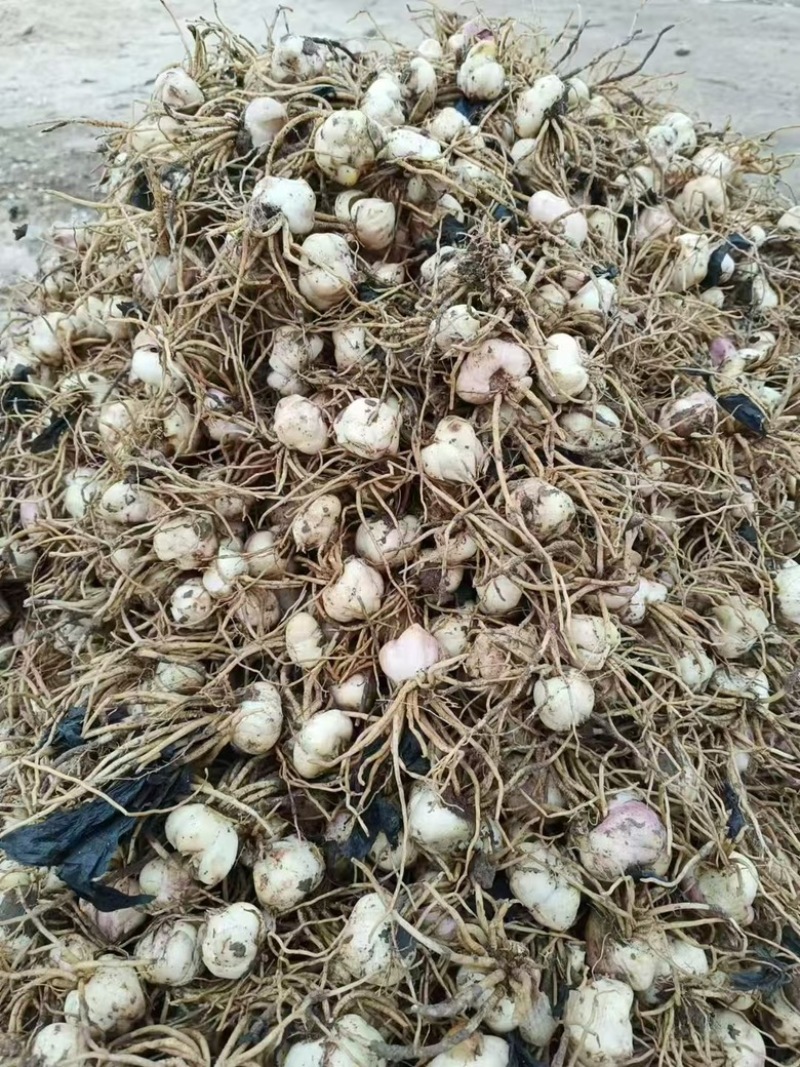 龙牙百合