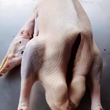 白条鹅广式烧鹅专用鹅