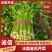优质芹菜法国皇后芹菜河南蔬菜基地直发可视频看货
