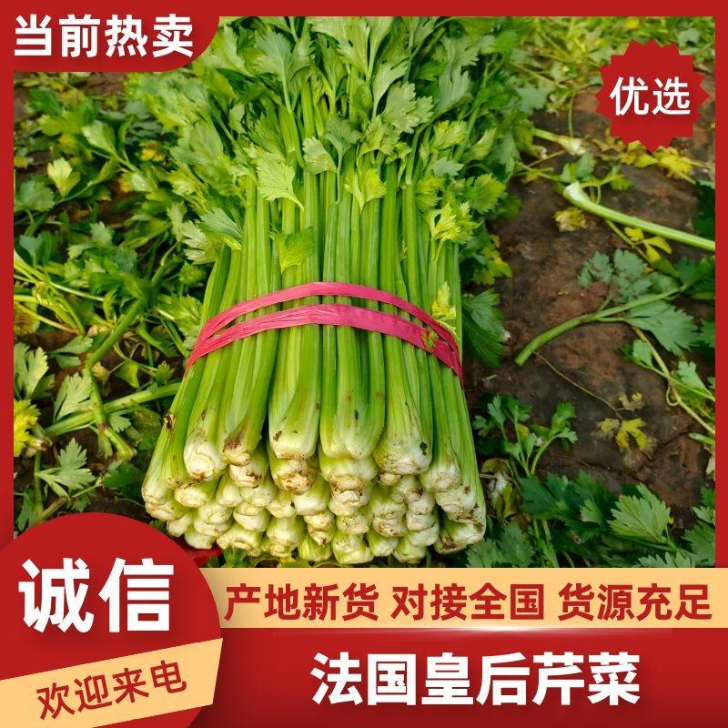 优质芹菜法国皇后芹菜河南蔬菜基地直发可视频看货